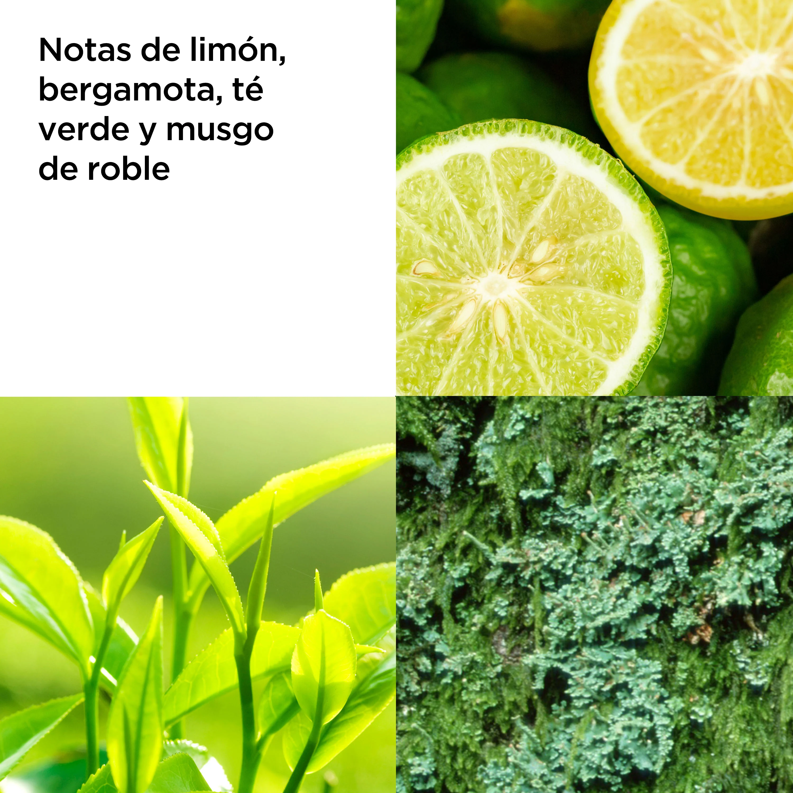 Green Tea Crema de Cuerpo Refrescante | MEGA SIZE - Image 3